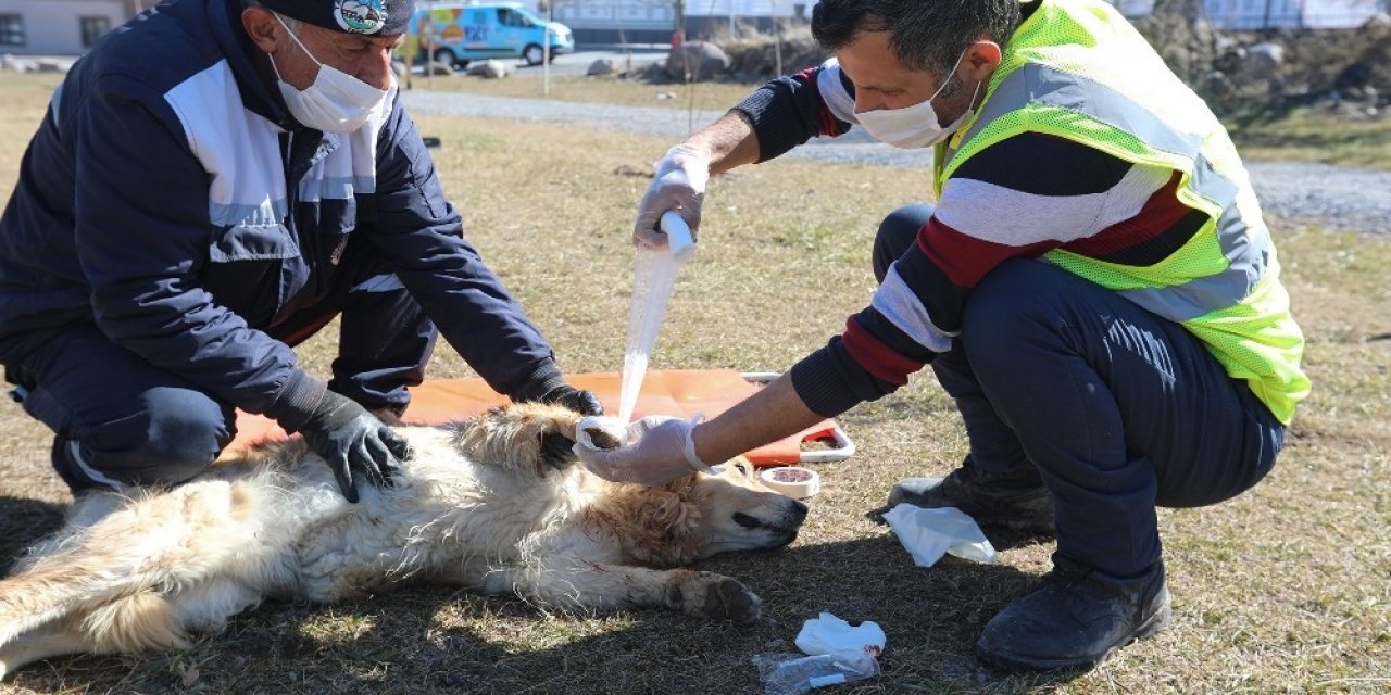 Sevimli dostların imdadına  ‘Pati Kurtaran’ yetişiyor