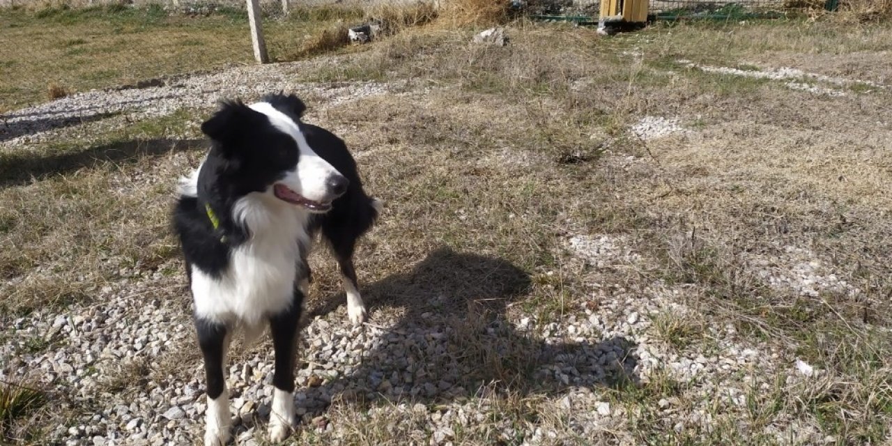 Türkiye’de ilk kez korona virüsü teşhis edebilen dedektör köpek yetiştirildi