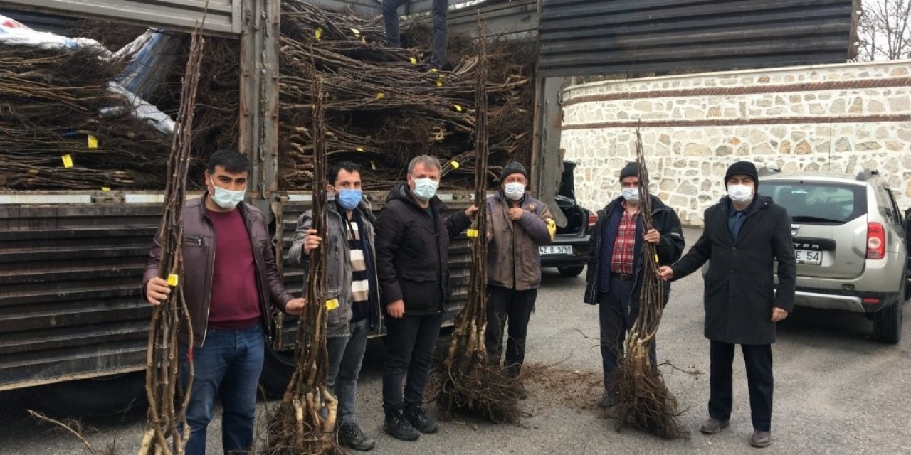 Beyşehir’de ceviz üretimi yaygınlaşacak