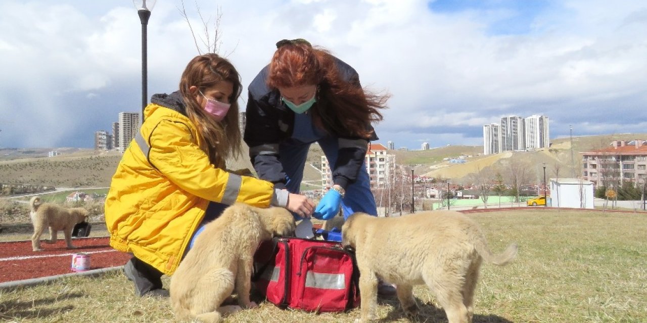 Çankaya aşılama ekibi sahada