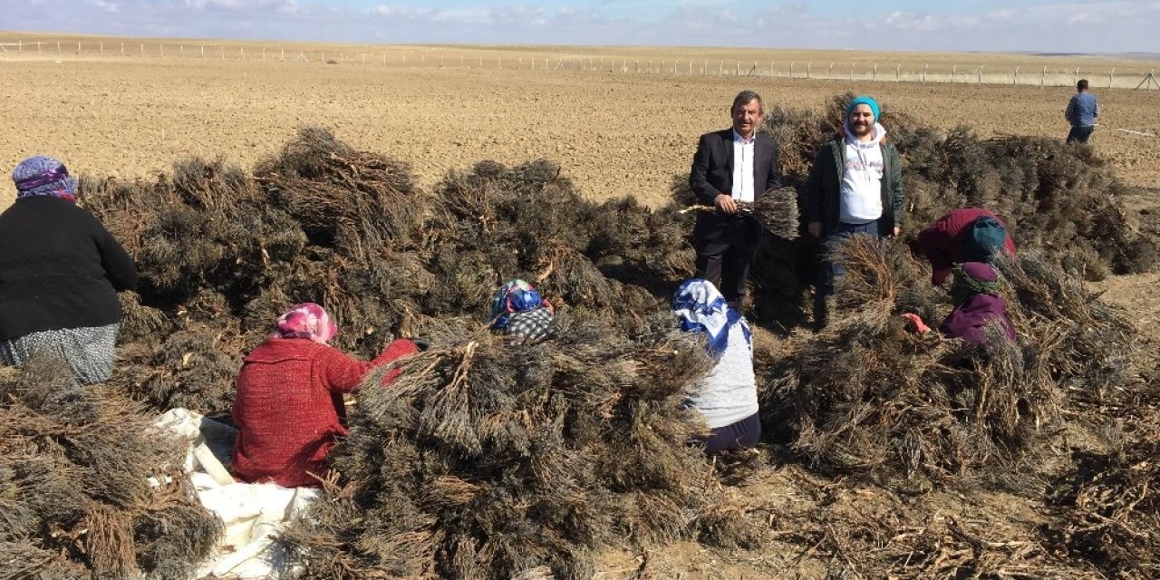 Kulu’da lavanta ekimi yapıldı