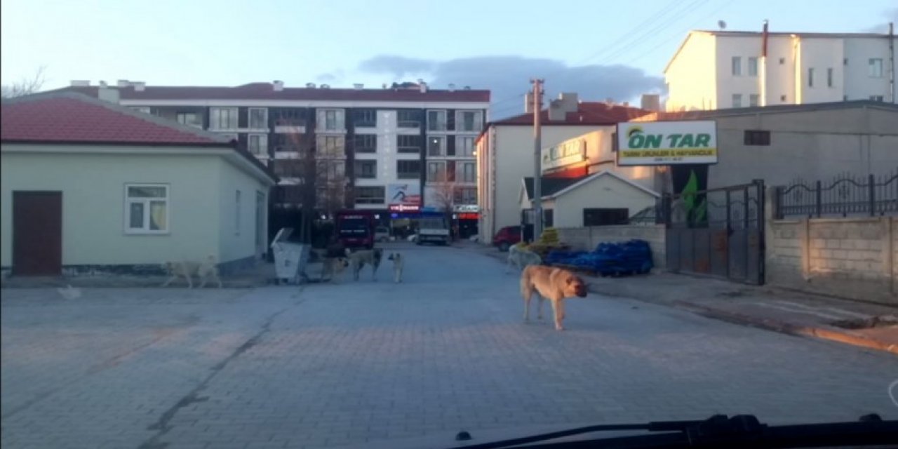 Eskil'de başıboş köpekler tehlike saçıyor