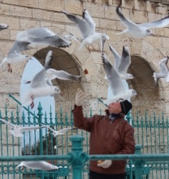 Martıların Ekmek Mücadelesi!