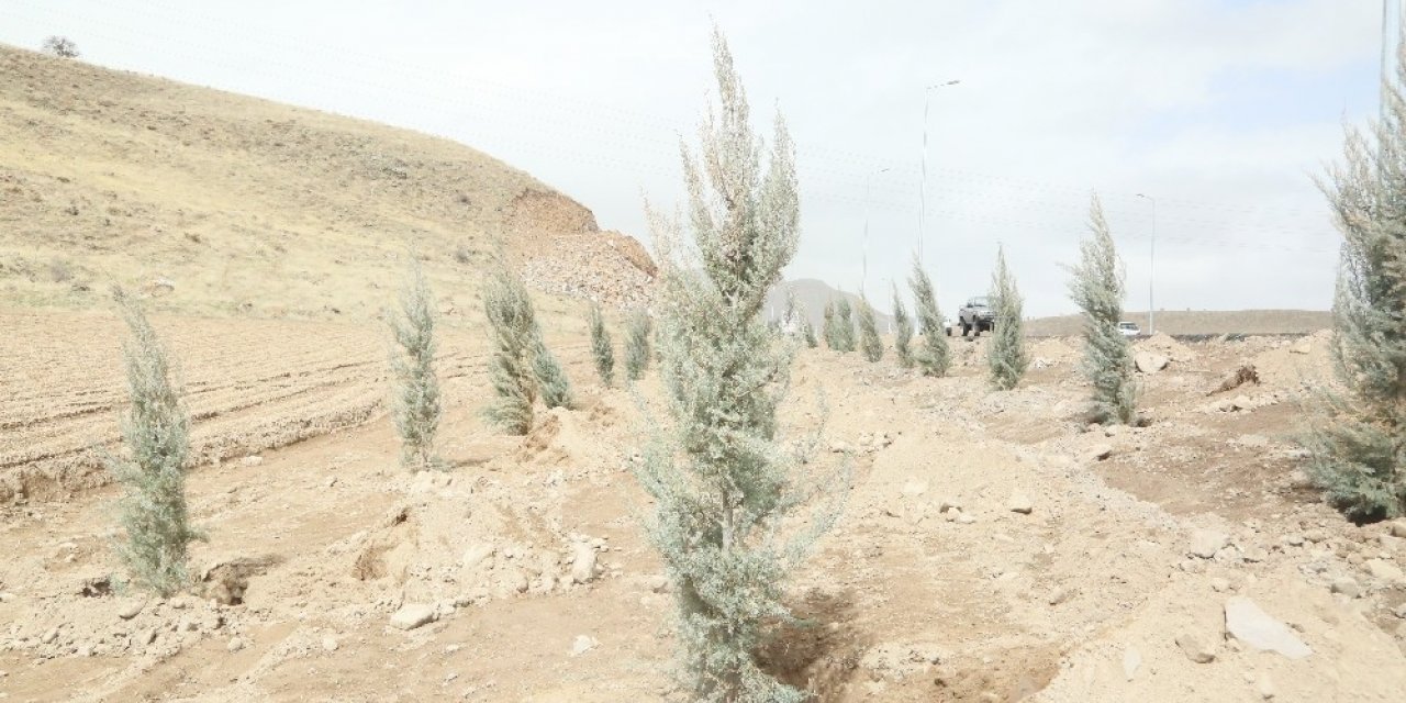 Erciyes yolunda ağaçlandırma çalışmaları başladı