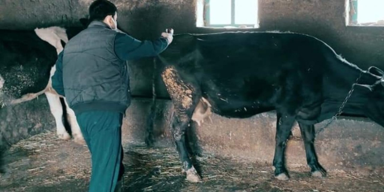 Günyüzü’nde şap aşı çalışmalarına başlandı