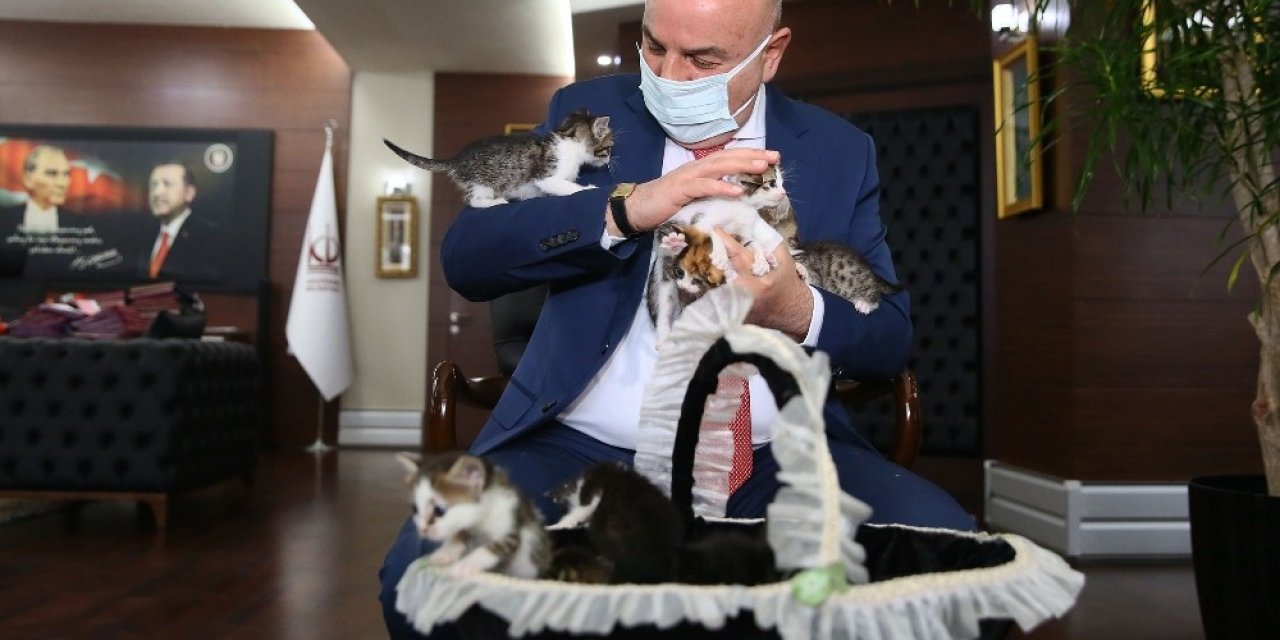 Ankara’daki 6 minik kedi yeni sahiplerini bekliyor