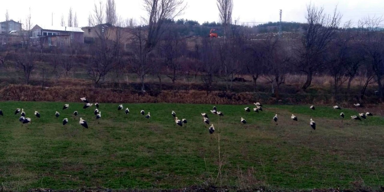 Göç yolundaki leyleklerin Konya’daki molaları sürüyor