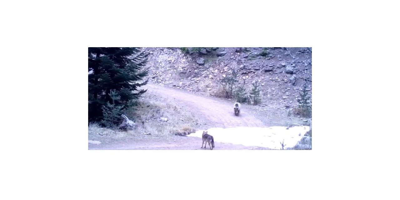 Kurt ile ayının kovalamacası kameraya takıldı