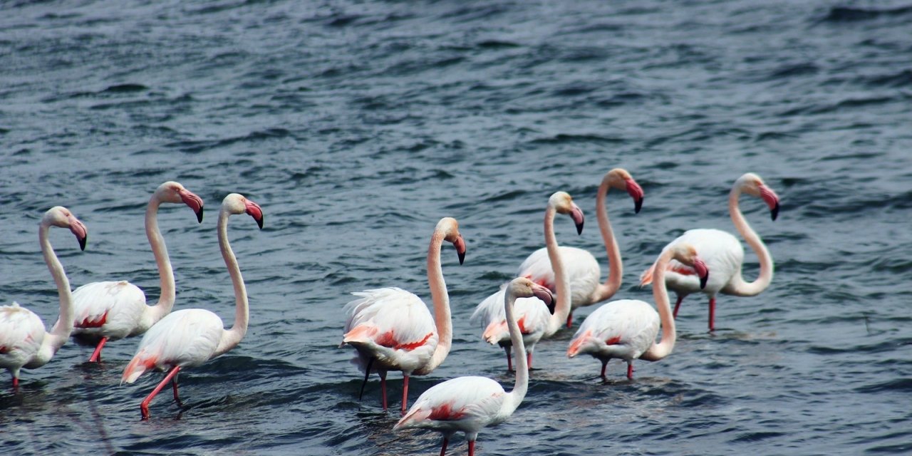 Anadolu’nun Plajı Savcılı’da, flamingolar görüldü