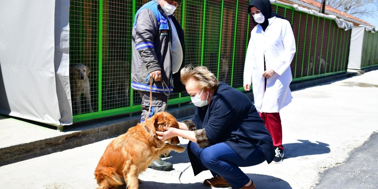 Mamak Belediyesinden sokak hayvanları için örnek bir çalışma daha