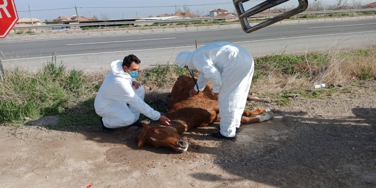 Otomobilin çarptığı yaralı atı hayvan sever çiftçinin dikkati kurtardı