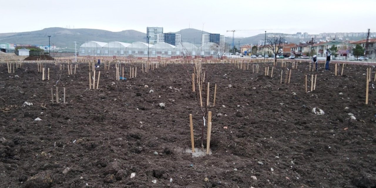 Başkentte halka açık meyve bahçesi