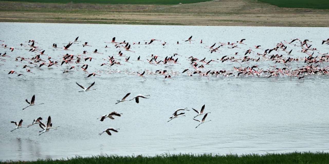 Yüzlerce flamingonun görsel şöleni havadan görüntülendi