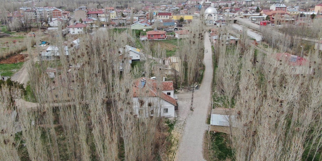 Kargalar mahallenin kabusu oldu