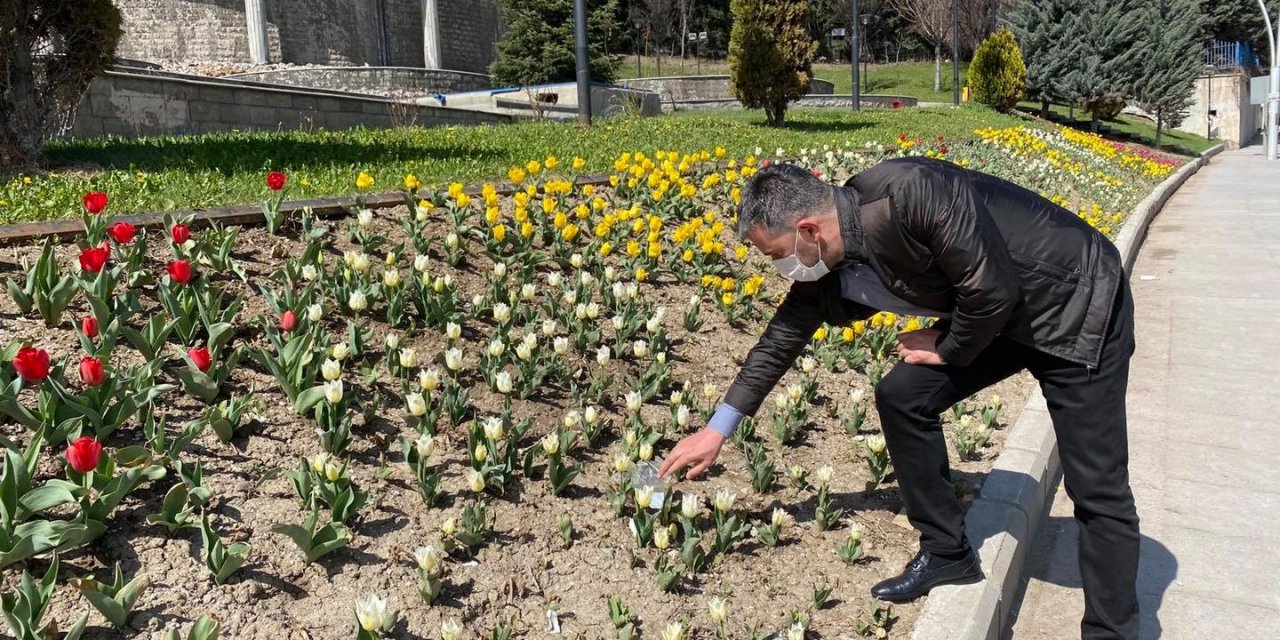 Pursaklar’da laleler çiçek açtı