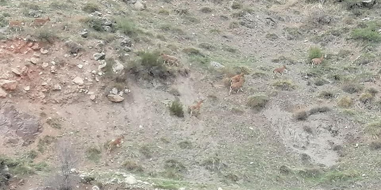 Sivas’ta dağ keçileri gözlemlendi