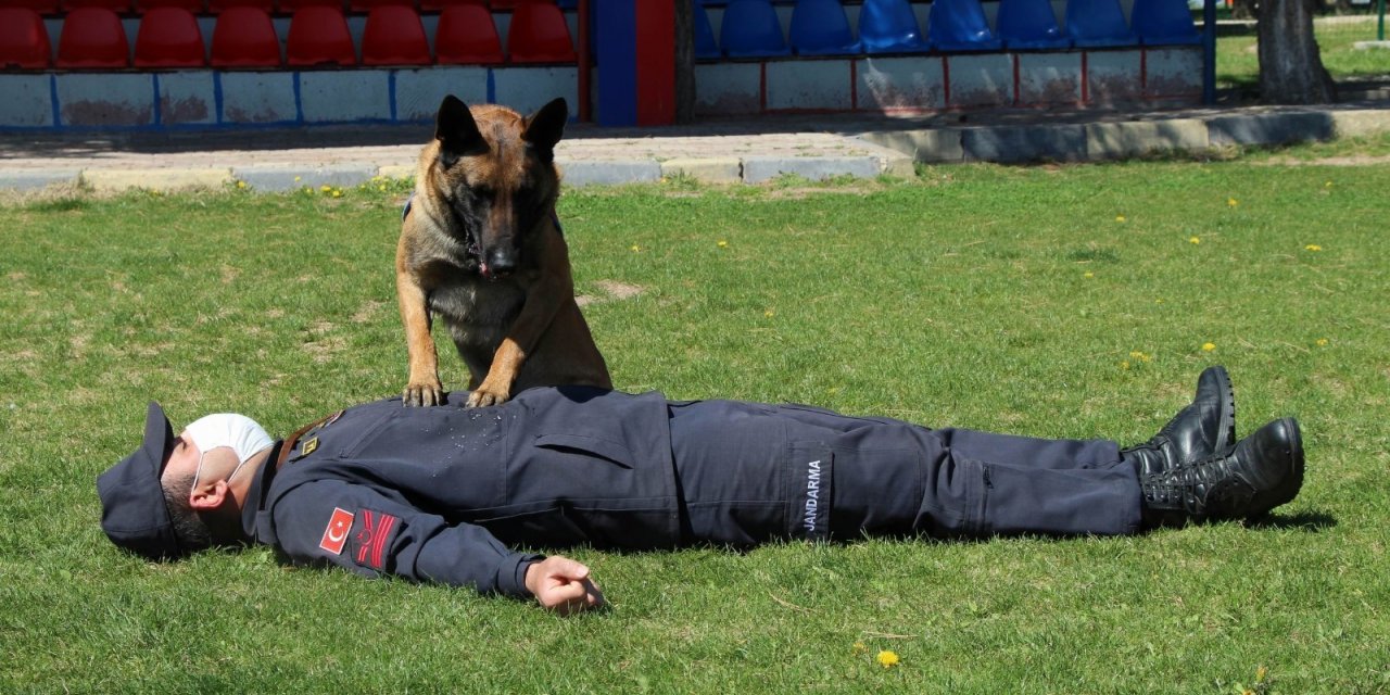 Bu köpekler şınav ve mekik çekiyor, kalp masajı yapıyor