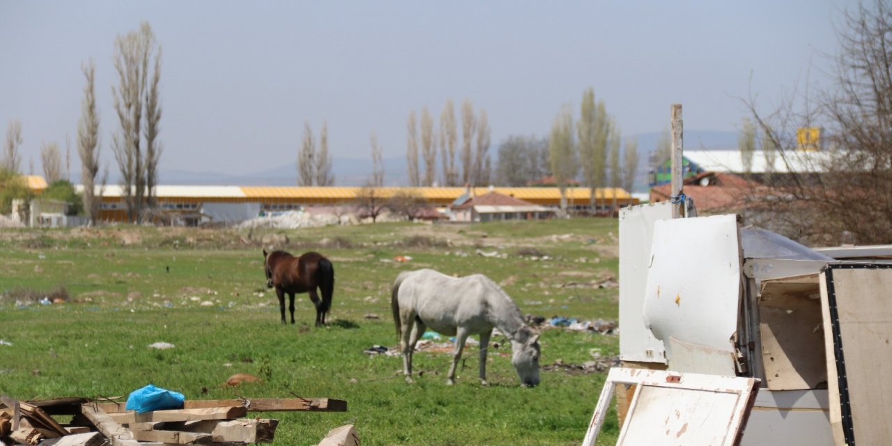 Başıboş atlar sürücülerin korkulu rüyası oluyor