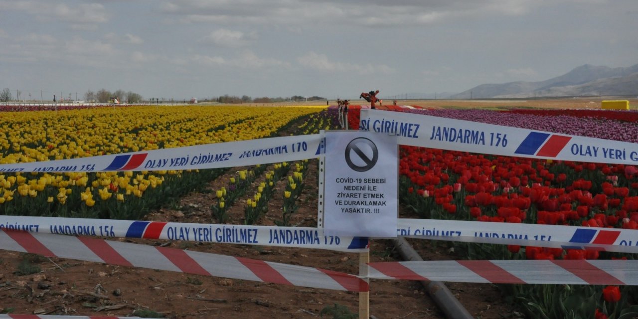 Karaman’da lale tarlasında korona virüs sessizliği