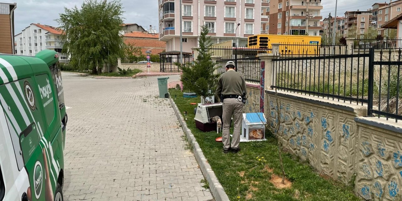 Çevre Doğa ve Hayvanları Koruma bürosu pandemide sokak hayvanlarını unutmadı