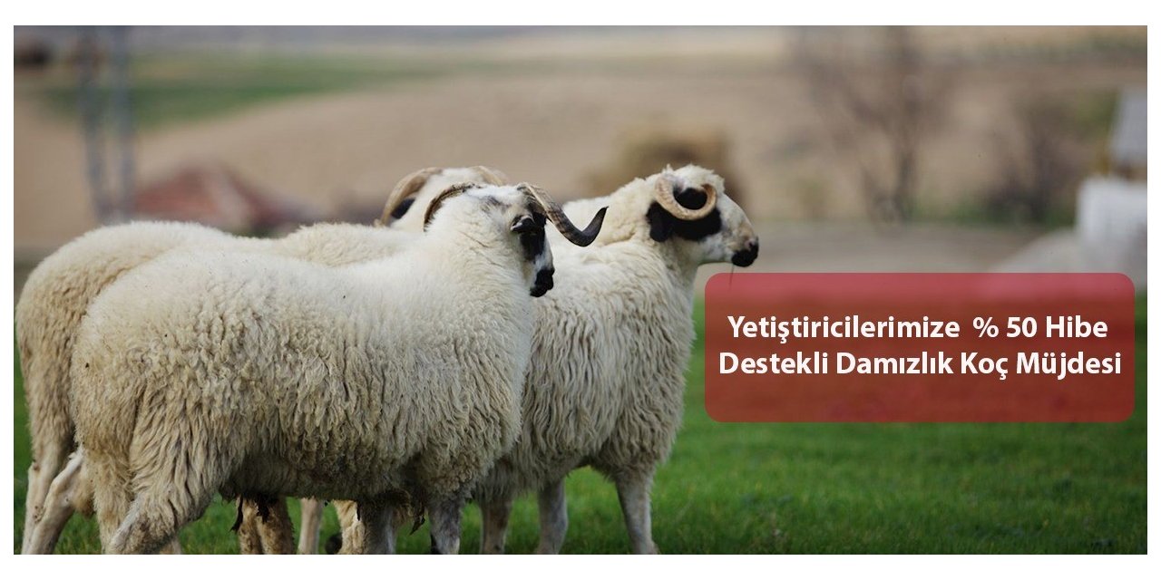 Yüzde 50 hibe destekli damızlık koç müjdesi