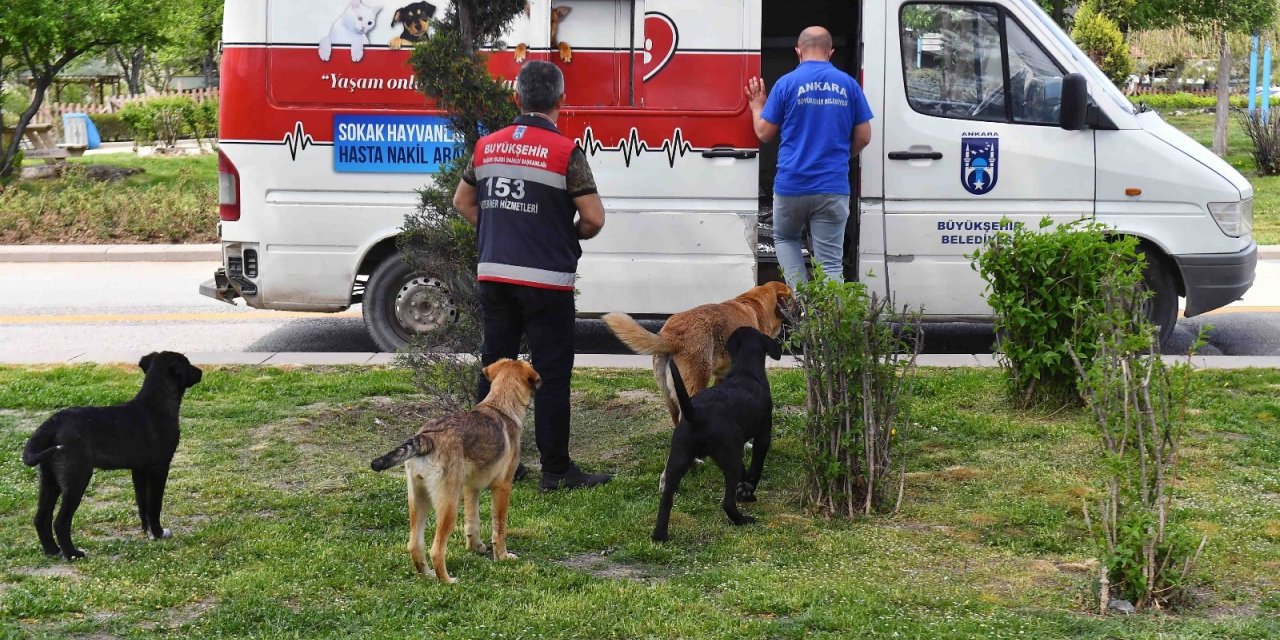 Tam kapanma sürecinde sokak hayvanlarına 100 ton besin desteği