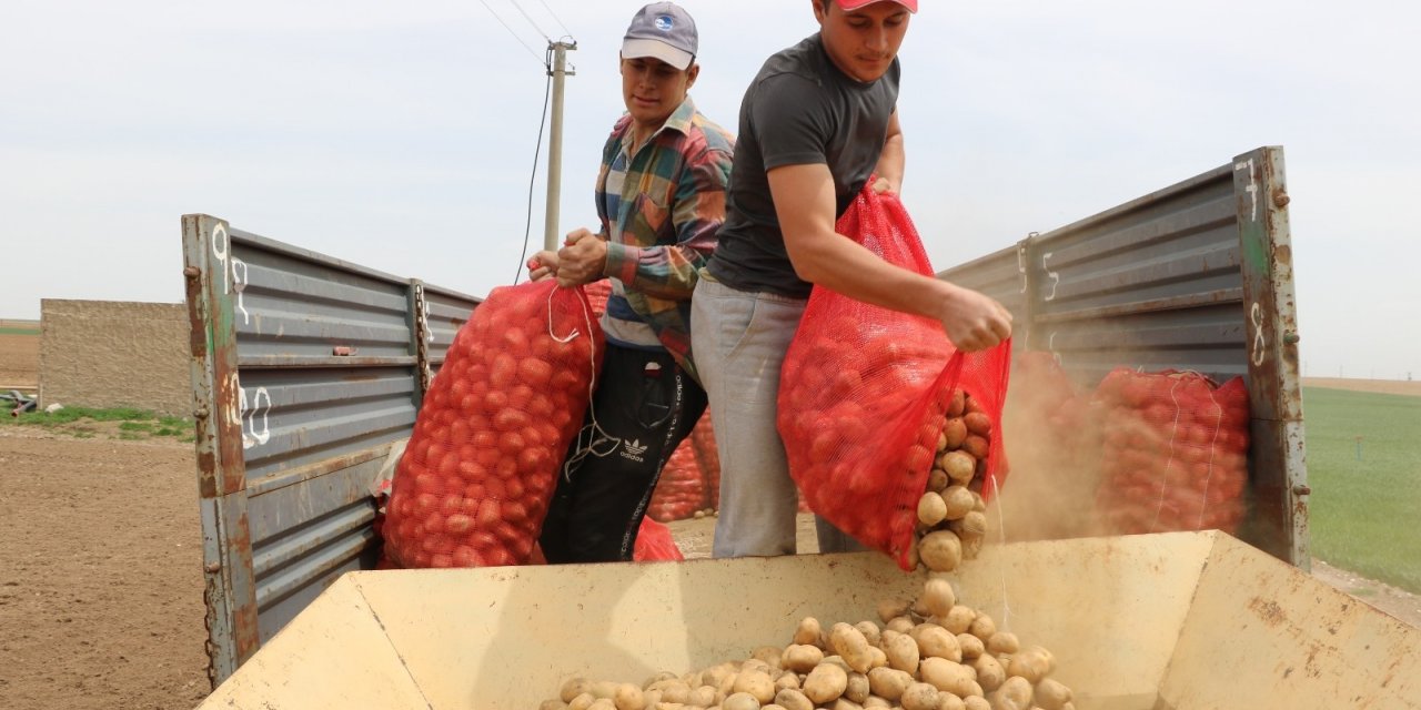 Niğde’de patates ekimi başladı