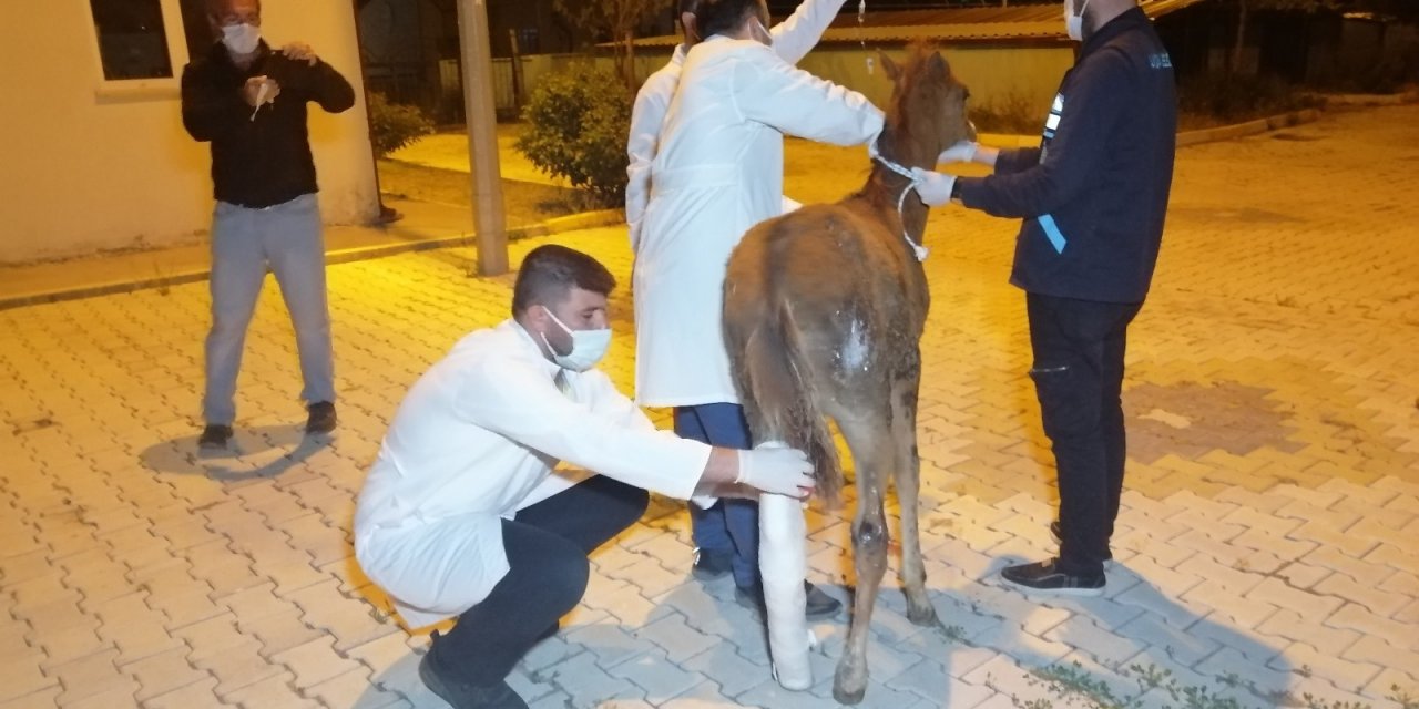 Çiftçinin tarlasında bulduğu yaralı tay tedavi altına alındı