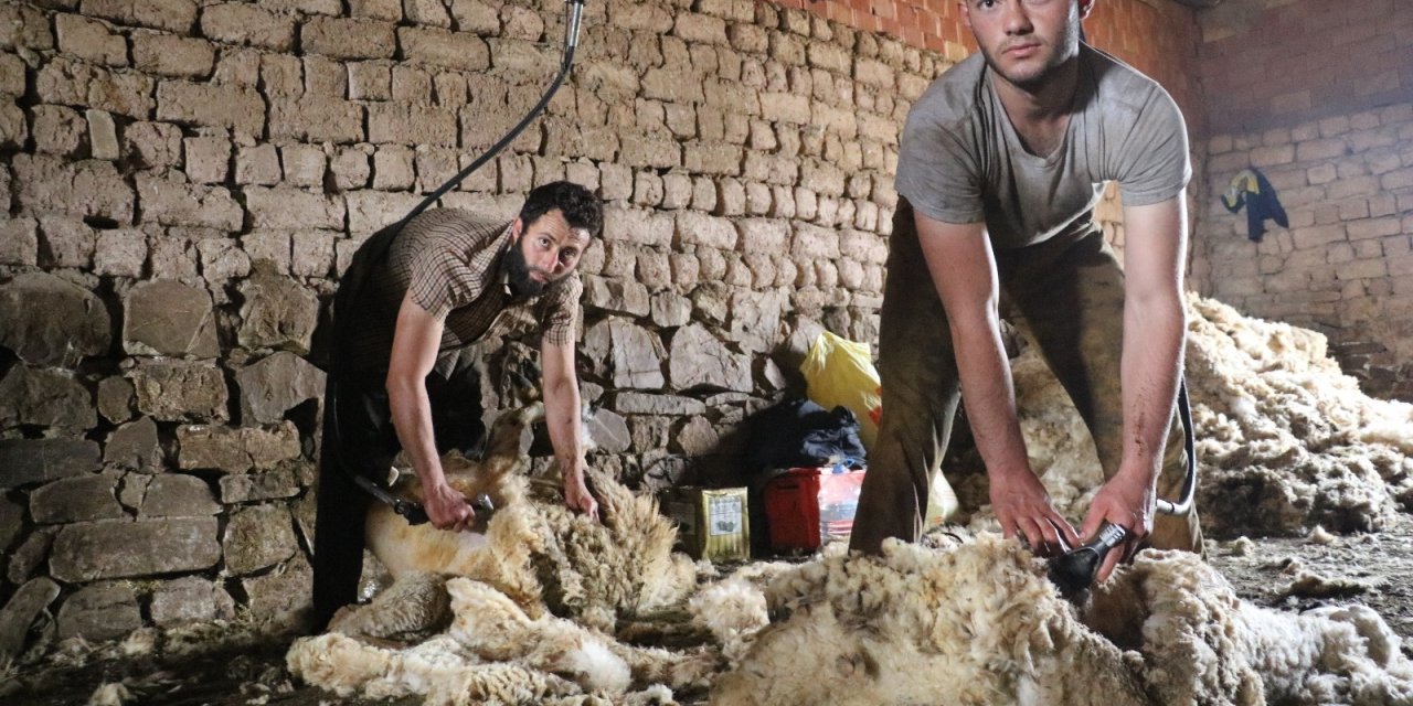 Sivas’ta koyunları kırkım işlemi başladı