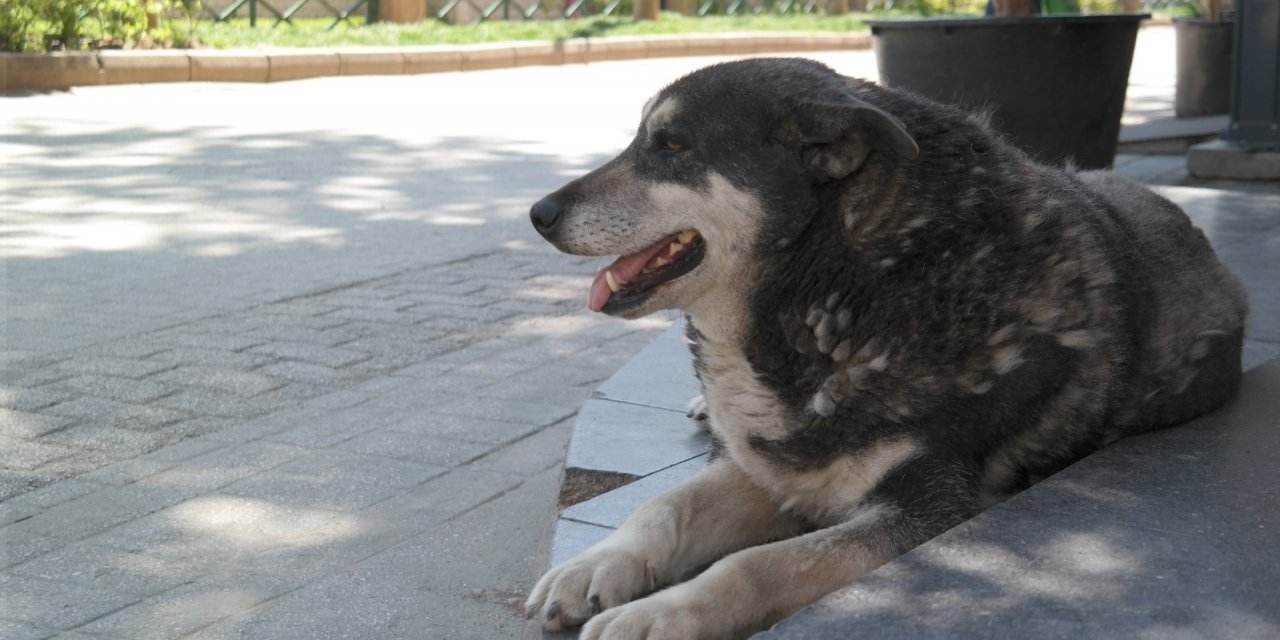 Tam kapanmada parklar ve caddeler onların oldu