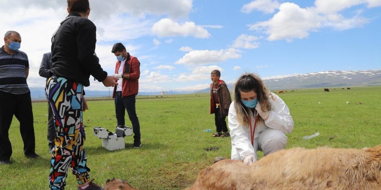 Ayağı kırılan atın yardımına Tarım ve Orman Bakanlığı görevlileri yetişti