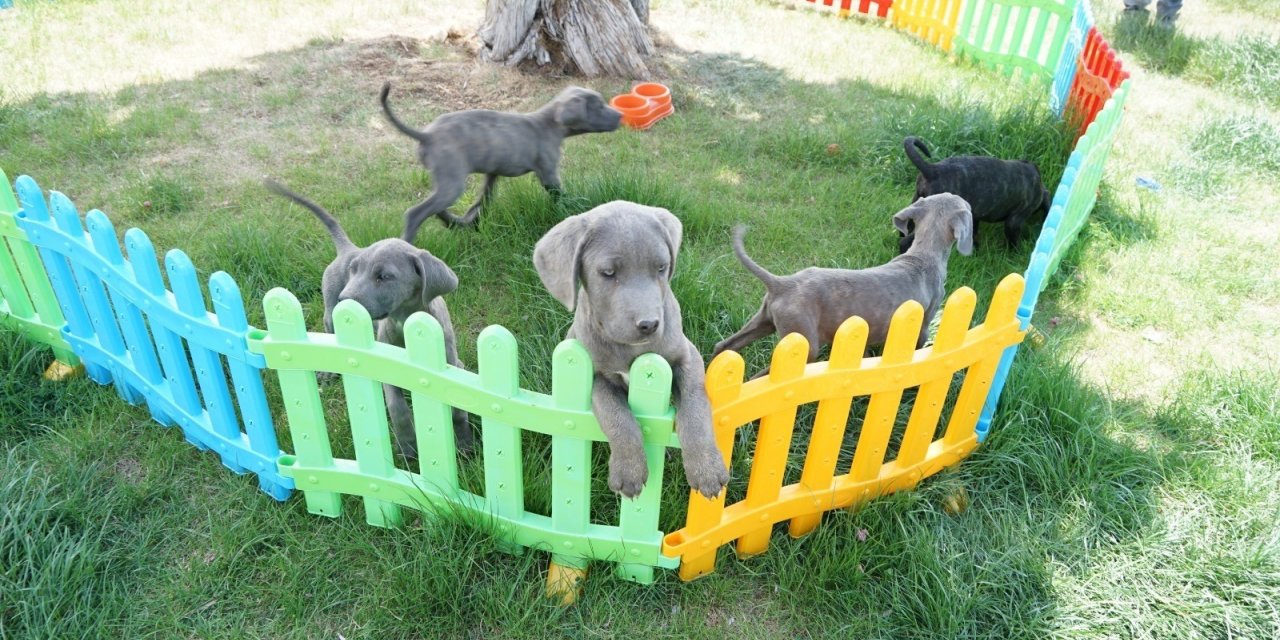 Köpeklere eziyet eden kadın cep telefonu kamerasıyla görüntülendi