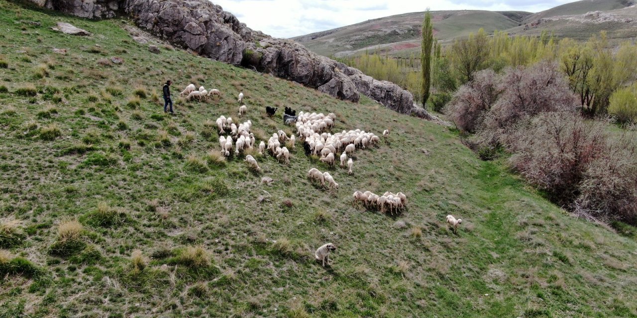 Sivas’ta ilkbaharın gelmesiyle yeşile bürünen meralar koyunlarla buluştu