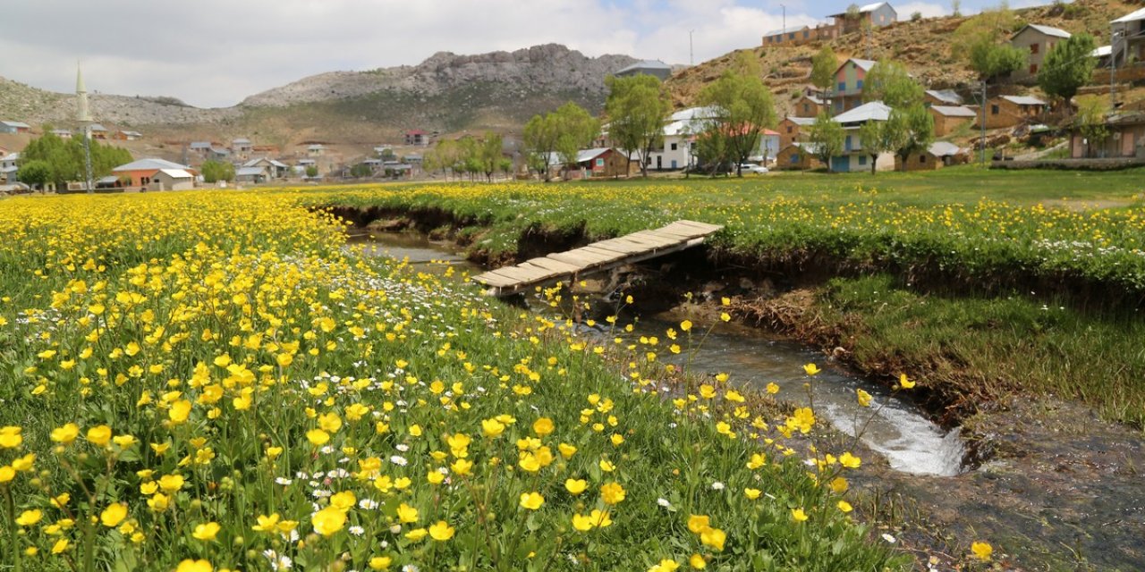 Düğün çiçekleri yaylaları sarıya boyadı