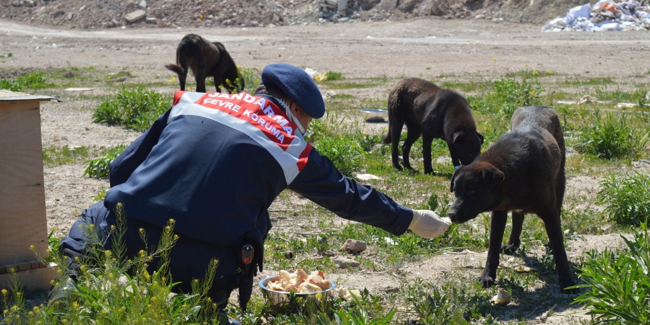 Jandarma yüzlerce sokak hayvanı elleriyle besledi