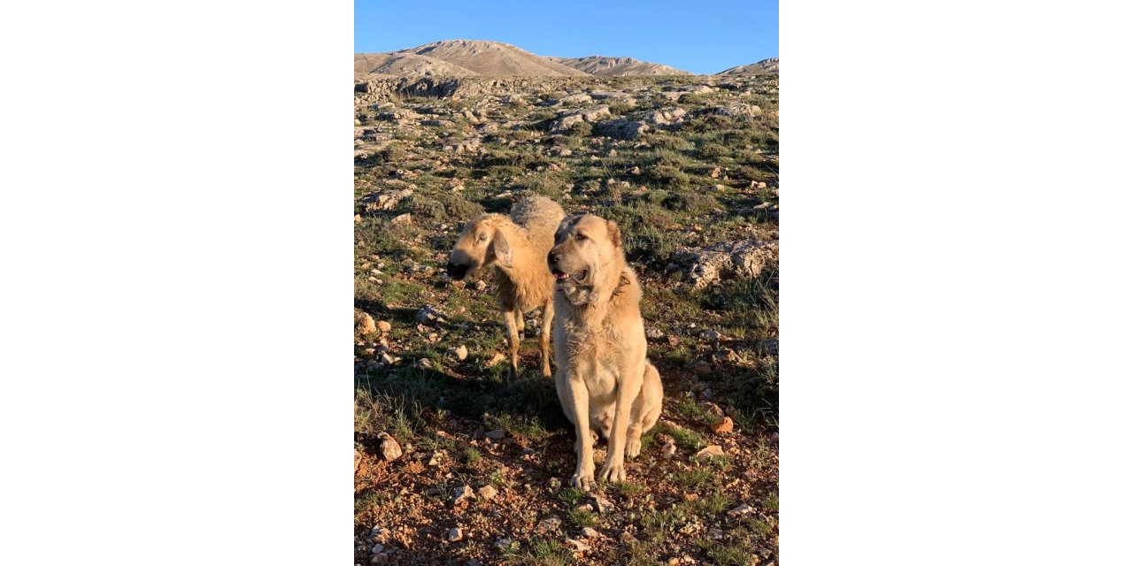 Kangal, sadakati ile şaşkına çevirdi