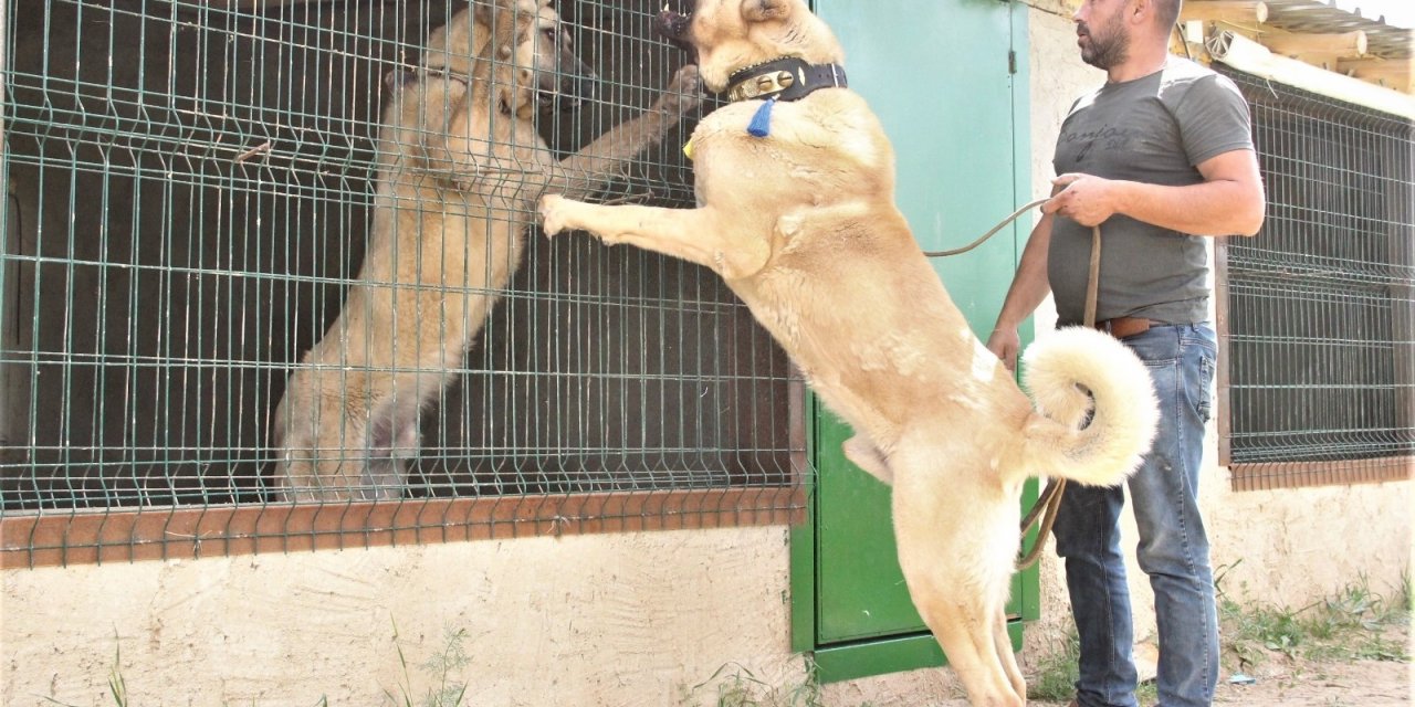 Sivas’ın ünlü kangal köpeğini Karaman’da yetiştiriyor