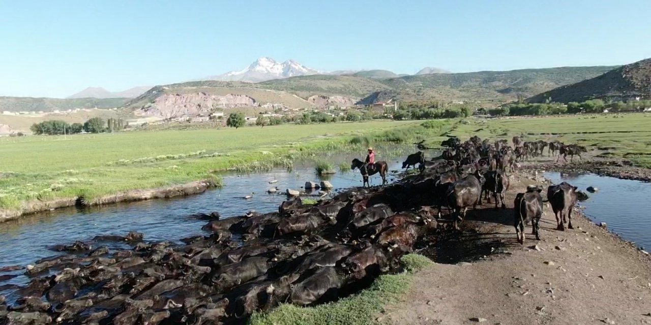 Erciyes dağının eteğinde manda, koyun ve yılkı atlarının görsel şovu