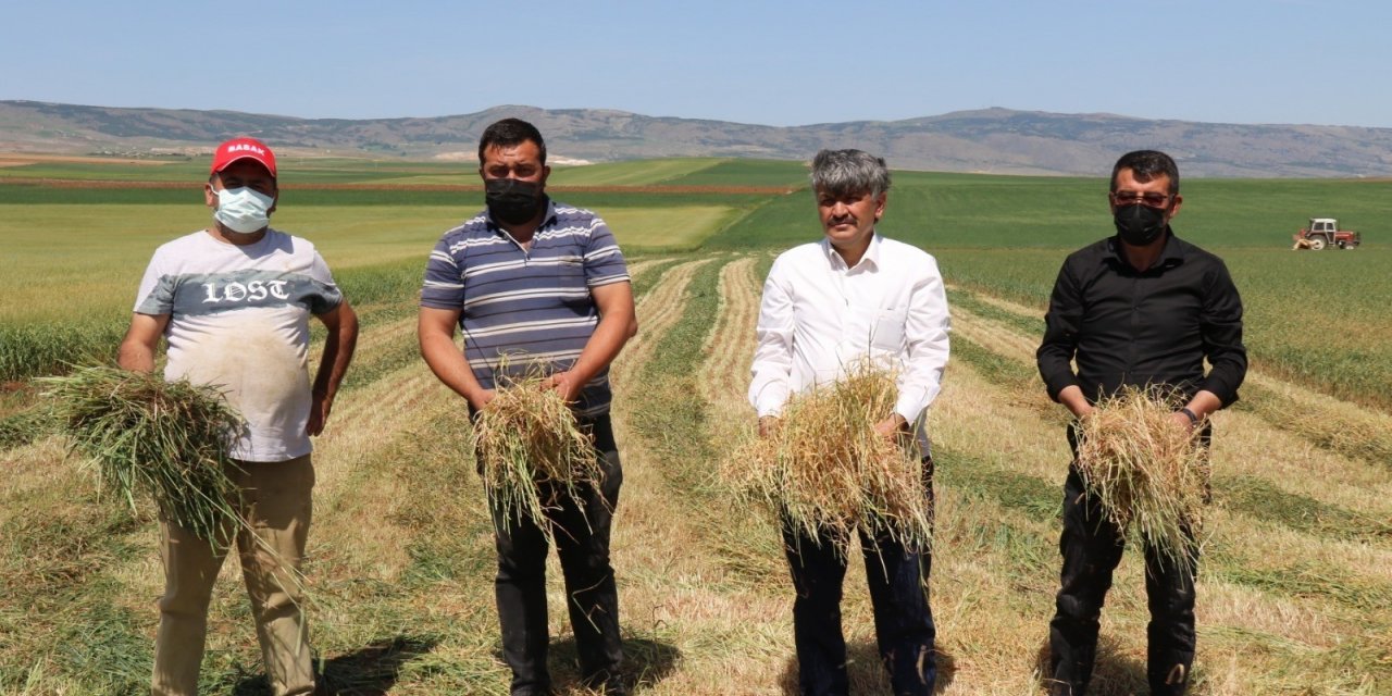 Kuraklık ve sıcak hava arpa ile buğdayı vurdu