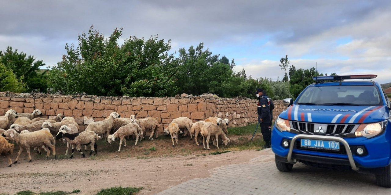 Kaybolan koyunları jandarma ekipleri buldu