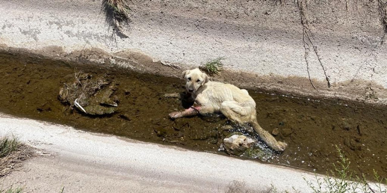 Kanala düşen yaralı köpek itfaiye ekiplerince kurtarıldı