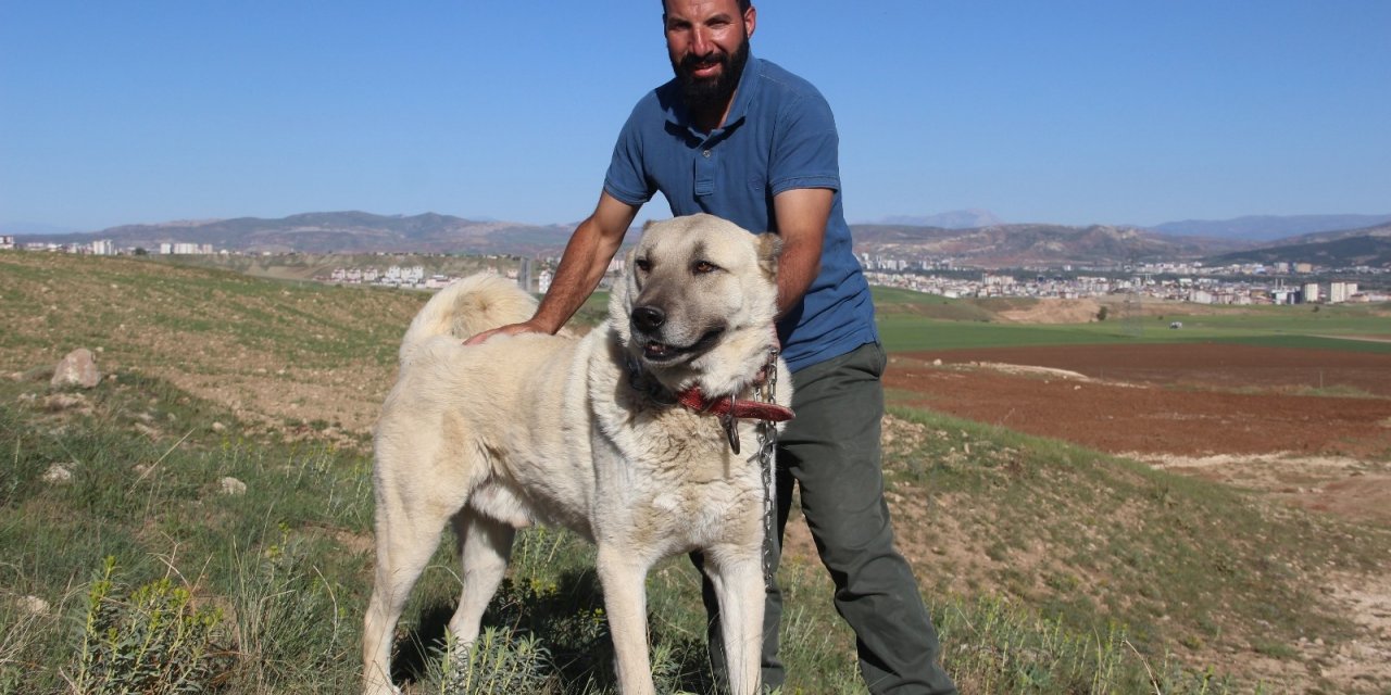 Kangal köpeği yetiştiricisi:"‘Ben üreticiyim’ diyen herkesin suç kayıtlarına bakılsın”