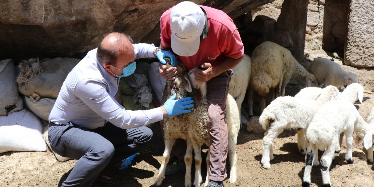 Ahıra giren kurt 10 koyunu öldürerek telef etti