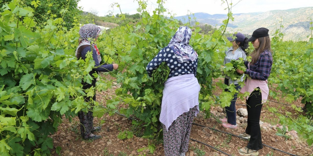 Asma yaprağı üreticiyi sevindiriyor