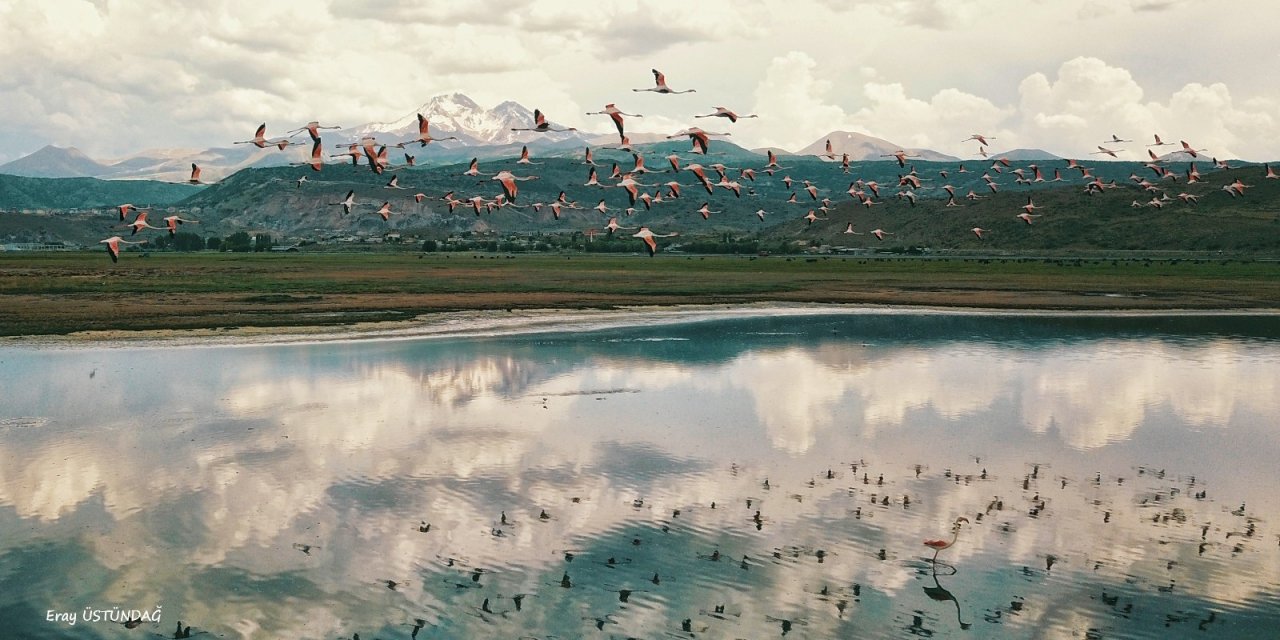 Sazlıktaki Flamingolar görenleri heyecanlandırdı