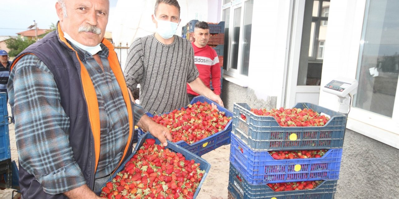 Konya’da üreticiler coğrafi tescilli çileğin alım fiyatının düşmesine tepkili