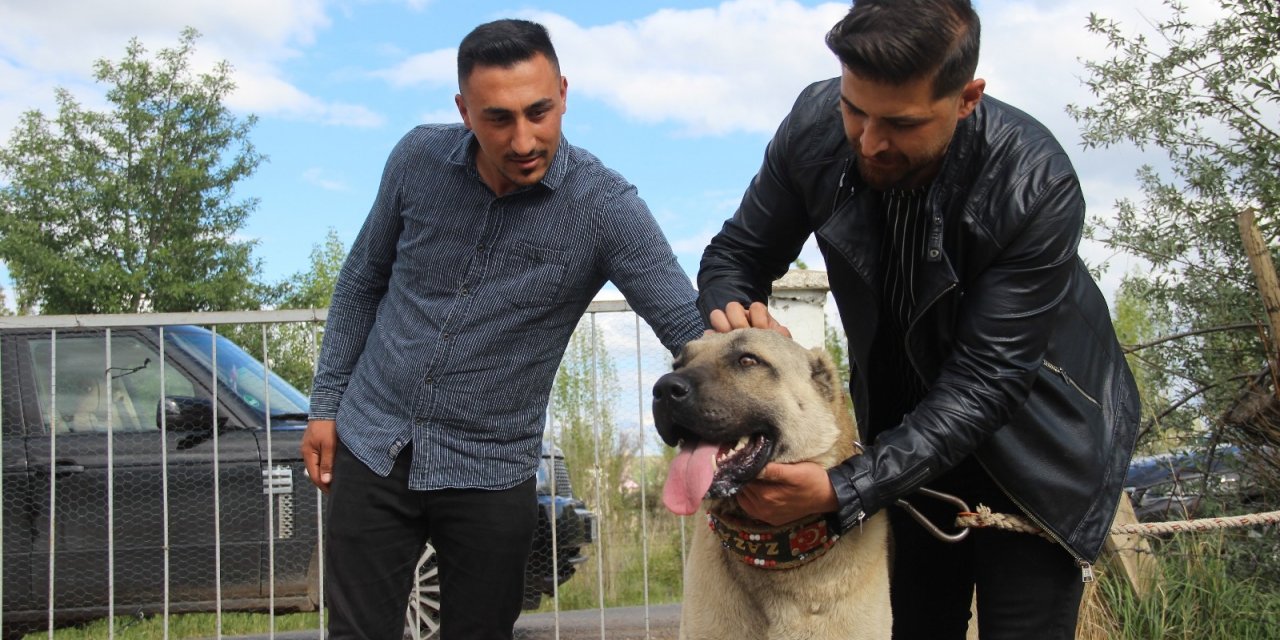 Kuyuya düşen ineği fark eden Kangal köpeği saatlerce başından ayrılmadı