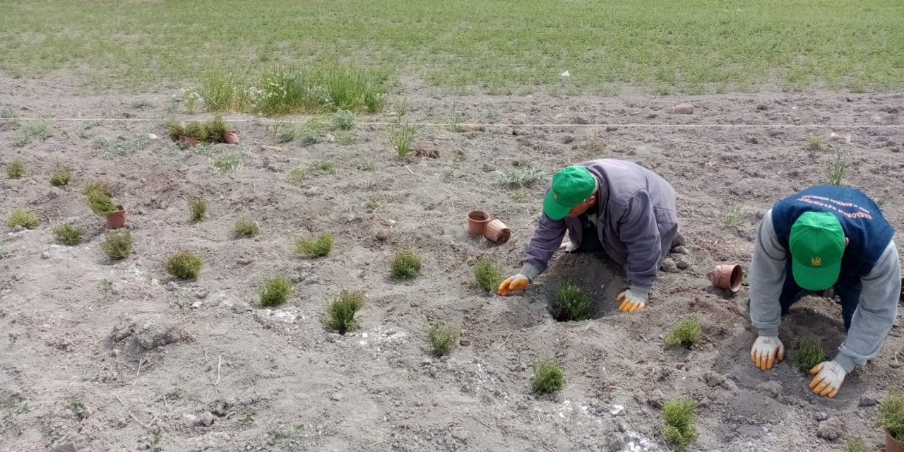 Keçiören’de doğal yağ üretimi için gül ve kekik dikimi yapıldı