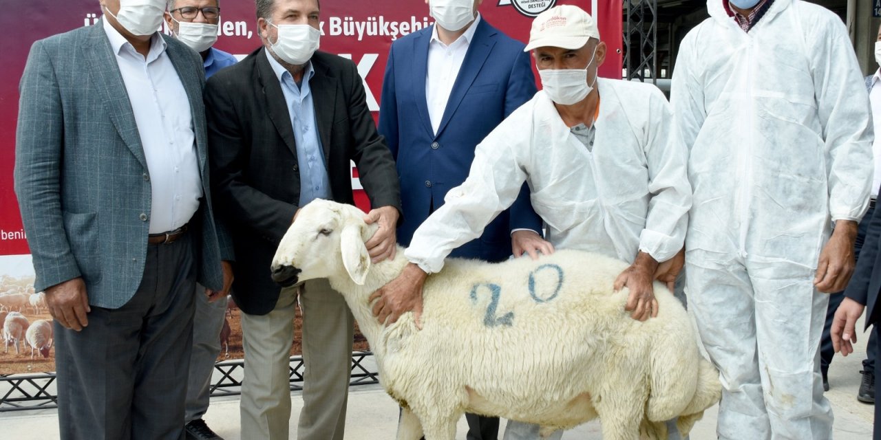 Konya Büyükşehir’den üreticiye damızlık koç desteği