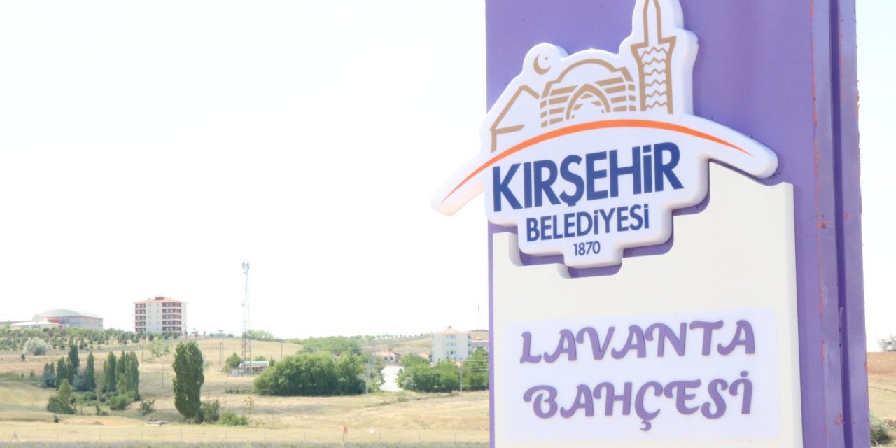 Kırşehir’de lavanta festivali düzenlenecek